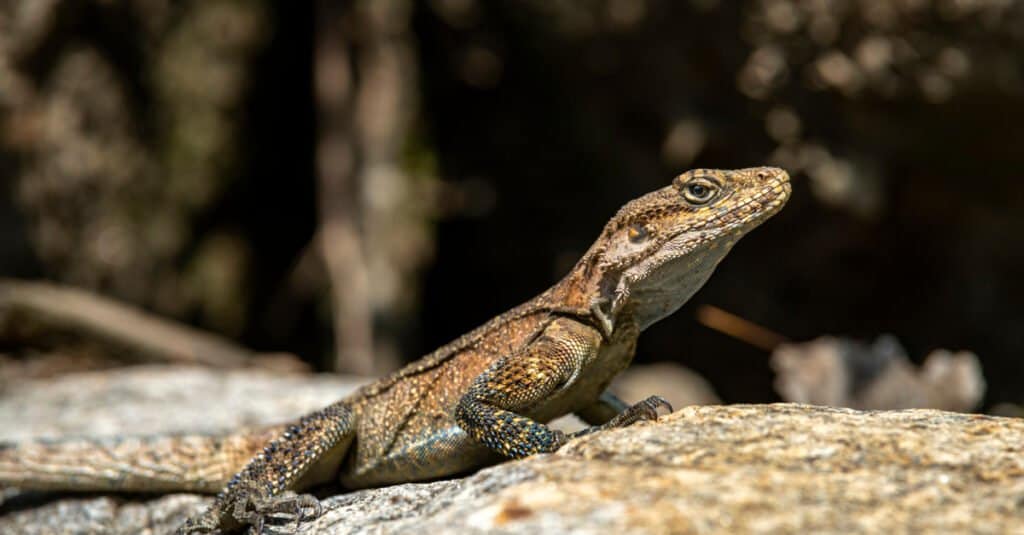 Lucertola agama rock del Kashmir con gambe e fianchi blu che prendono il sole sulla roccia.