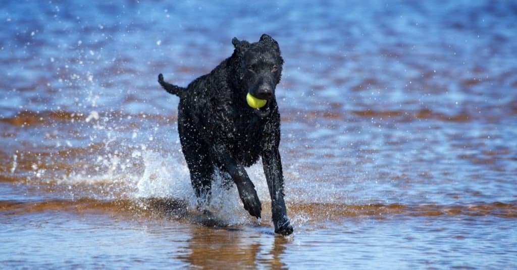 cane da riporto con rivestimento riccio nero sulla spiaggia