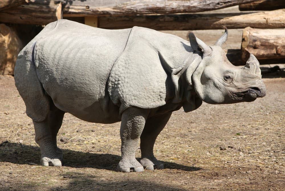 Rinoceronte di Giava (Rhinoceros Sondaicus)