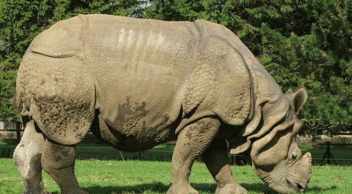 Rinoceronte indiano
