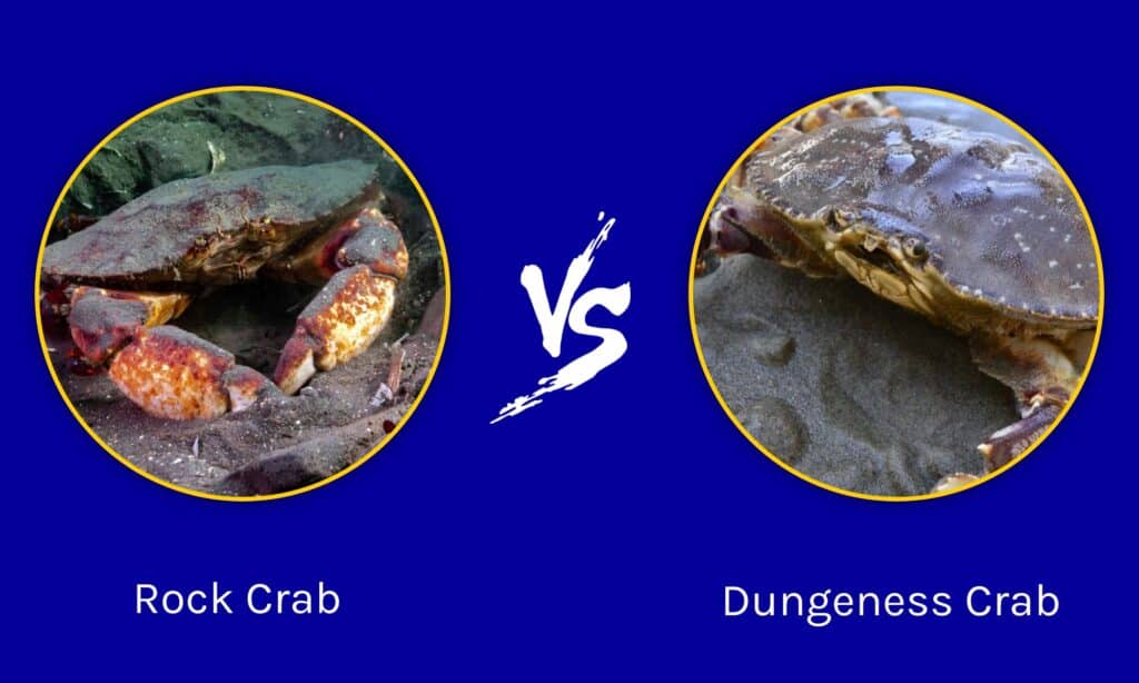 Rock Crab vs Dungeness Crab