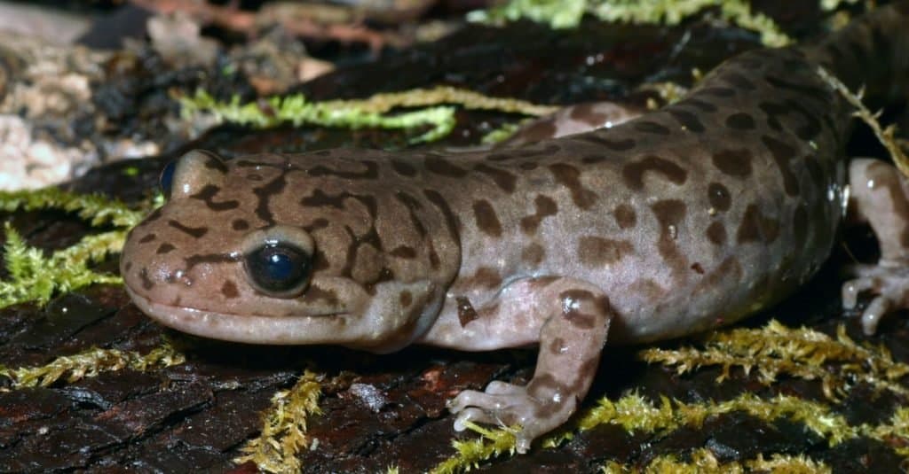 Una salamandra gigante costiera (Dicamptodon tenebrosus) seduto su un registro di muschio.