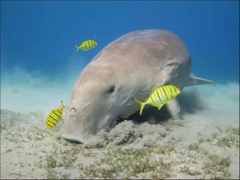 Dugongo (dugongo dugon) con pesce