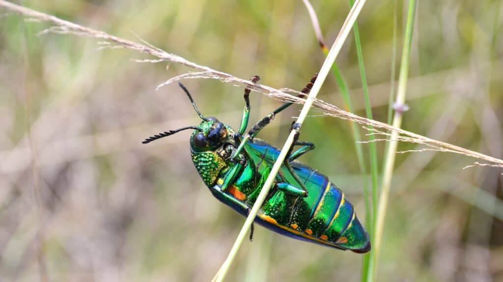 scarabeo gioiello