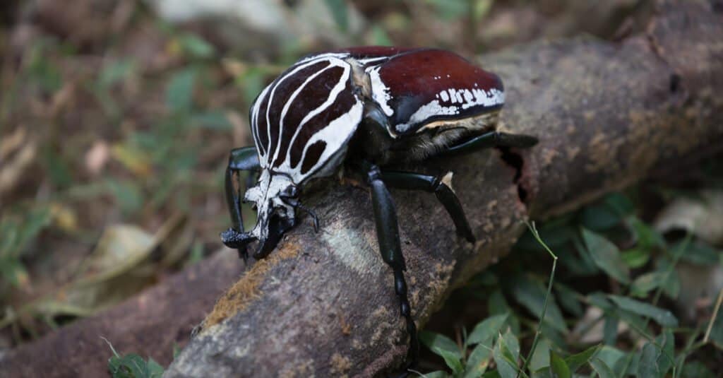 I più grandi coleotteri - scarabeo golia 