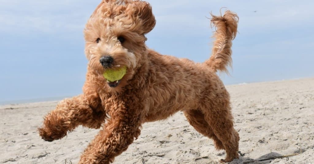 Cucciolo di Goldendoodle che gioca con la palla sulla spiaggia