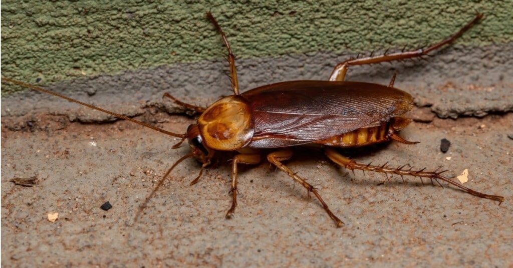 Lo scarafaggio americano, o Periplaneta americana.