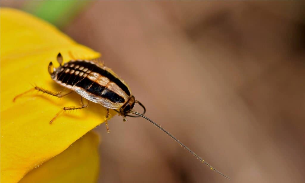 Asian scarafaggio ninfa (Blattella asahinai) preening le sue antenne su un fiore giallo.  Di solito sono di colore marrone scuro, bruno-rossastro o nero lucido con un corpo lucido.