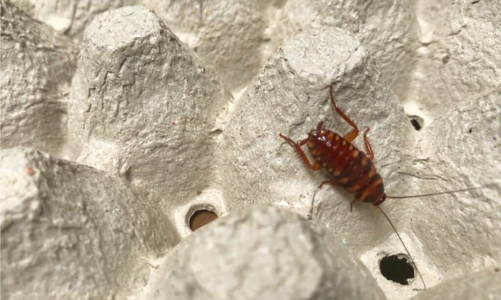   Uno scarafaggio fasciato marrone