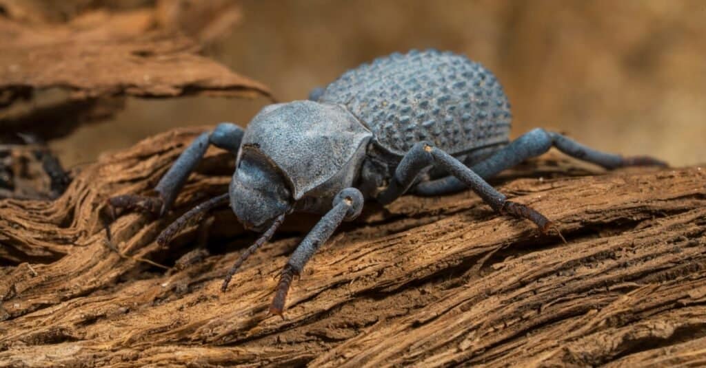 Scarabeo di Asbolus verrucosus (coleotteri corazzati del deserto o scarabei finti di morte blu) su legni del deserto.