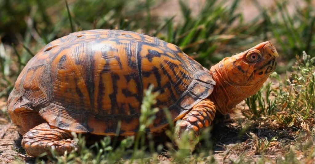 Box Turtle (Terrapene carolina) camminando sull'erba.