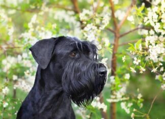 Schnauzer gigante
