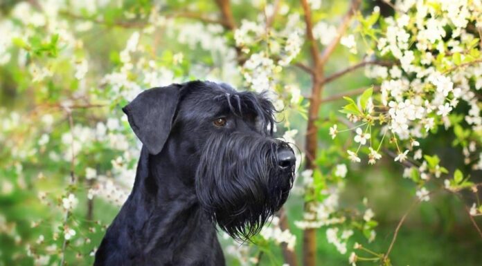 Schnauzer gigante
