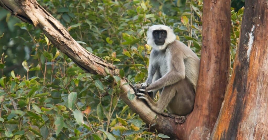Le scimmie più grandi: Langur grigio del Nepal