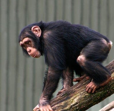 Scimpanzé

