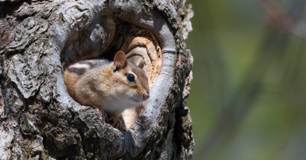 scoiattolo orientale nell'albero