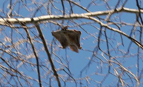 scoiattolo volante (Pteromyini) scoiattolo volante che scivola tra gli alberi