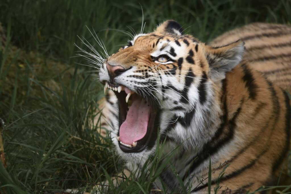 tigre con la bocca aperta