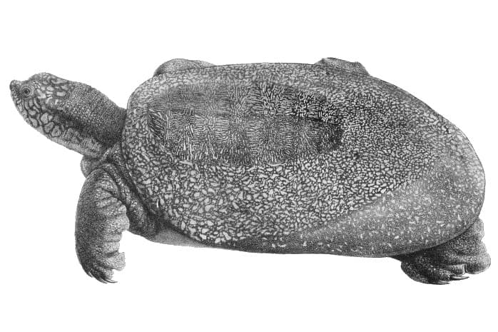 Tartaruga dal guscio molle gigante dello Yangtze (Rafetus swinhoei)