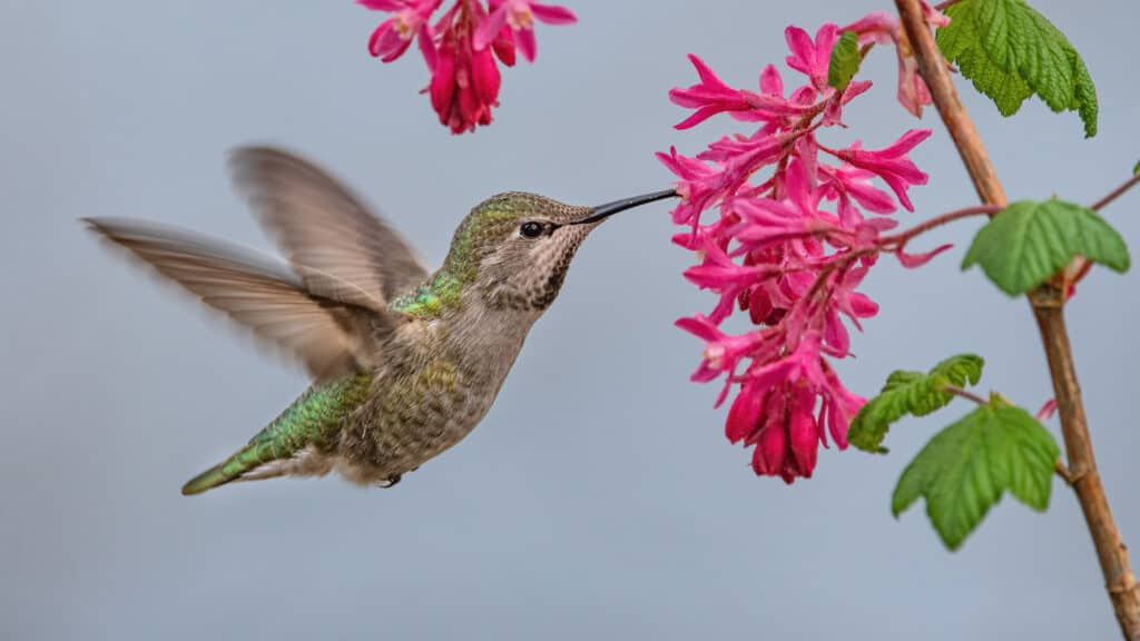 Il colibrì di Anna
