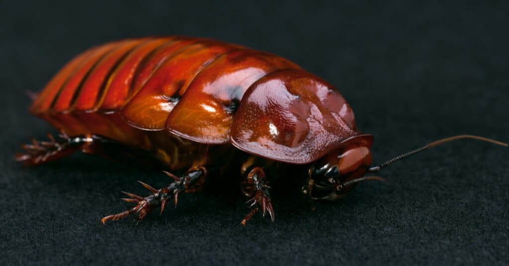Tipi di scarafaggi - Burrowing australiano
