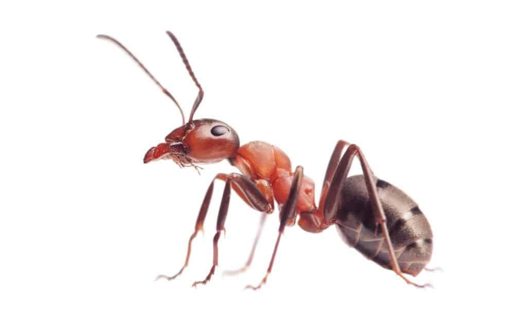 formica rossa isolata su uno sfondo bianco