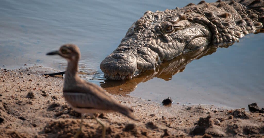 Morso di animale più forte: coccodrillo del Nilo