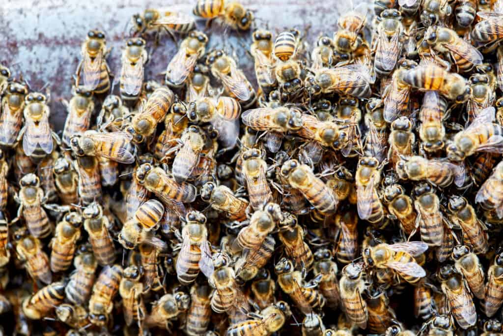 Le api assassine sono uno degli animali più letali della Louisiana