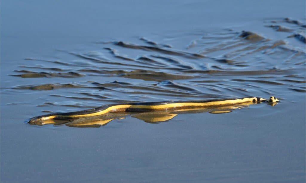 Serpente di mare dal ventre giallo lavato sulla spiaggia