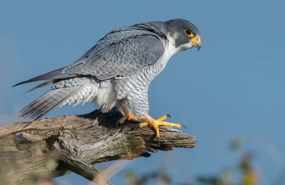 Falco pellegrino seduto sul ramo