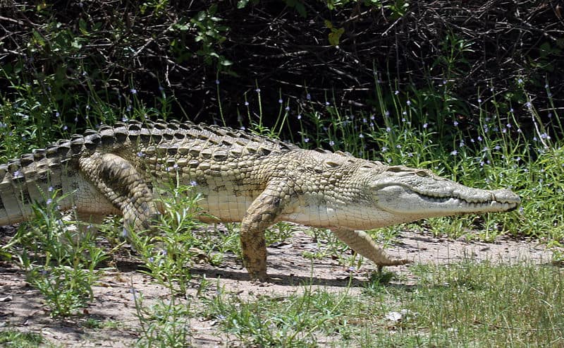 Il più grande coccodrillo del Nilo ha un vantaggio in termini di dimensioni e velocità di nuoto rispetto al coccodrillo di acqua salata