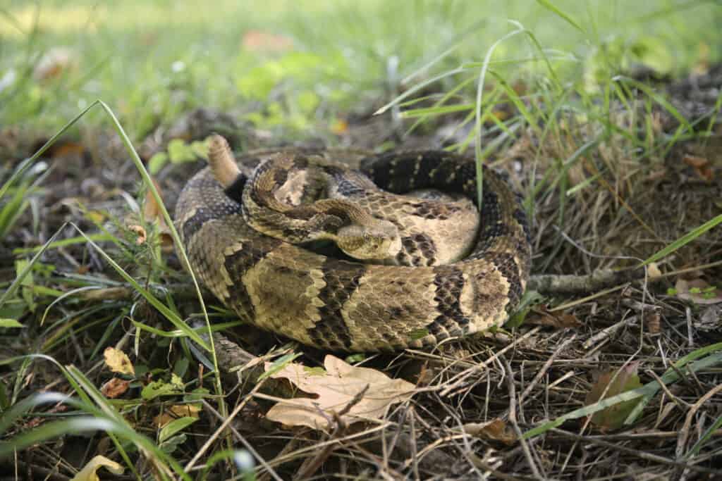 Serpente a sonagli di legno avvolto a terra.  - Animali pericolosi nel West Virginia
