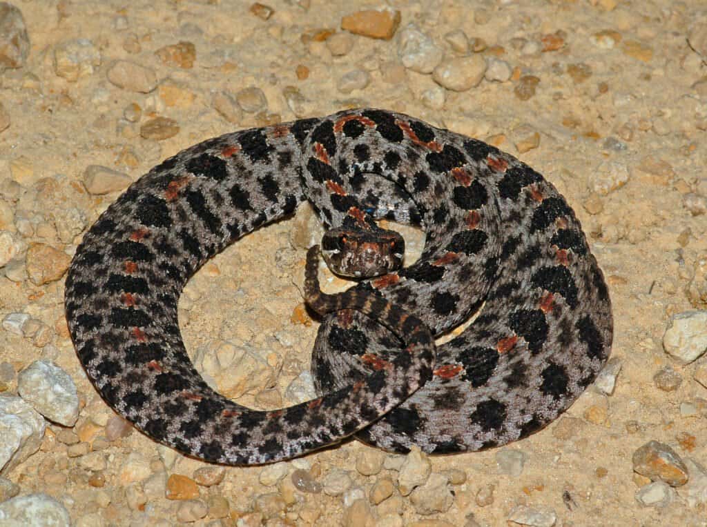 Il serpente a sonagli pigmeo occidentale è uno degli unici due tipi di serpenti a sonagli nel Tennessee