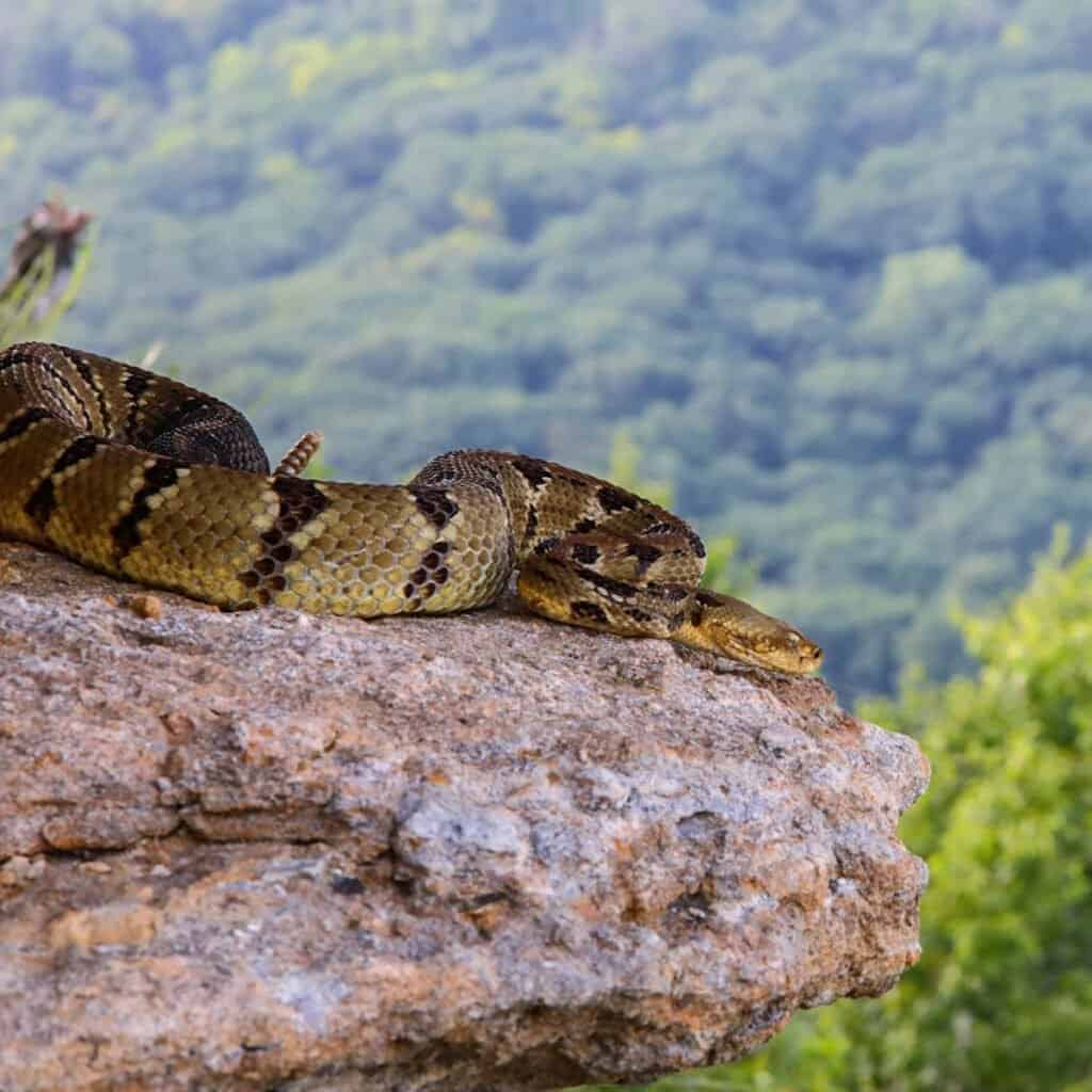 Serpente a sonagli in legno arrotolato su una roccia