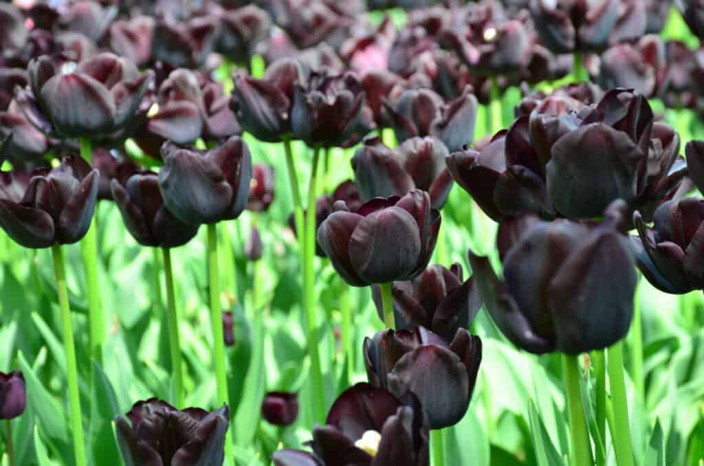 campo di tulipani regina della notte