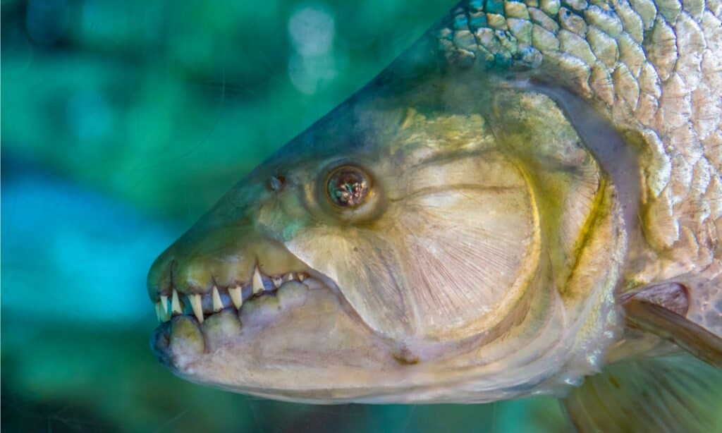 Scopri il pesce mostro del fiume così letale che può mangiare i coccodrilli!