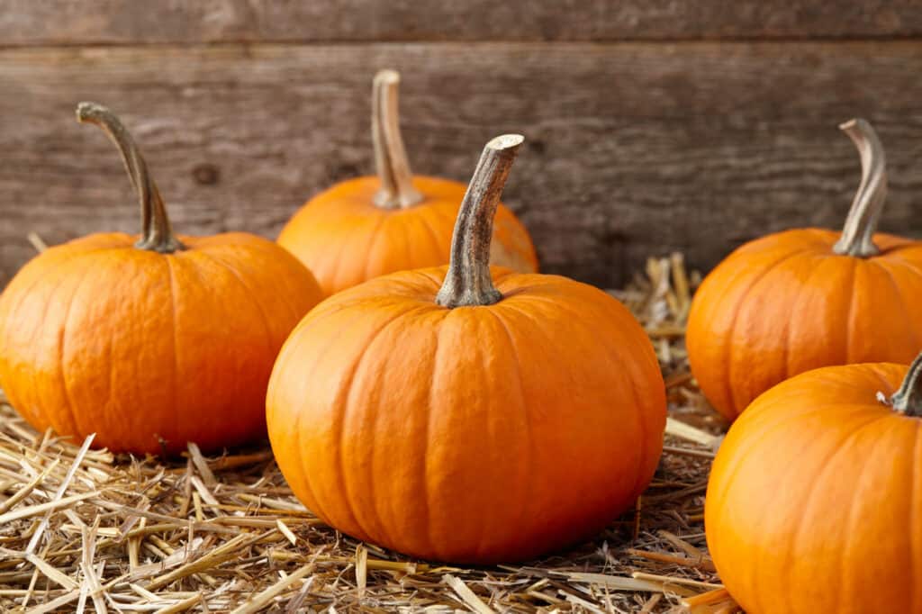 Le migliori varietà di zucca per Halloween e l'autunno: zucche d'oro autunnali