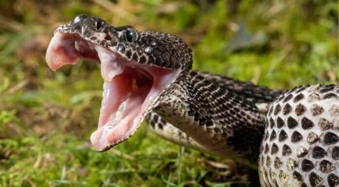 Cottonmouth Vs Timber Rattlesnake: 5 differenze chiave
