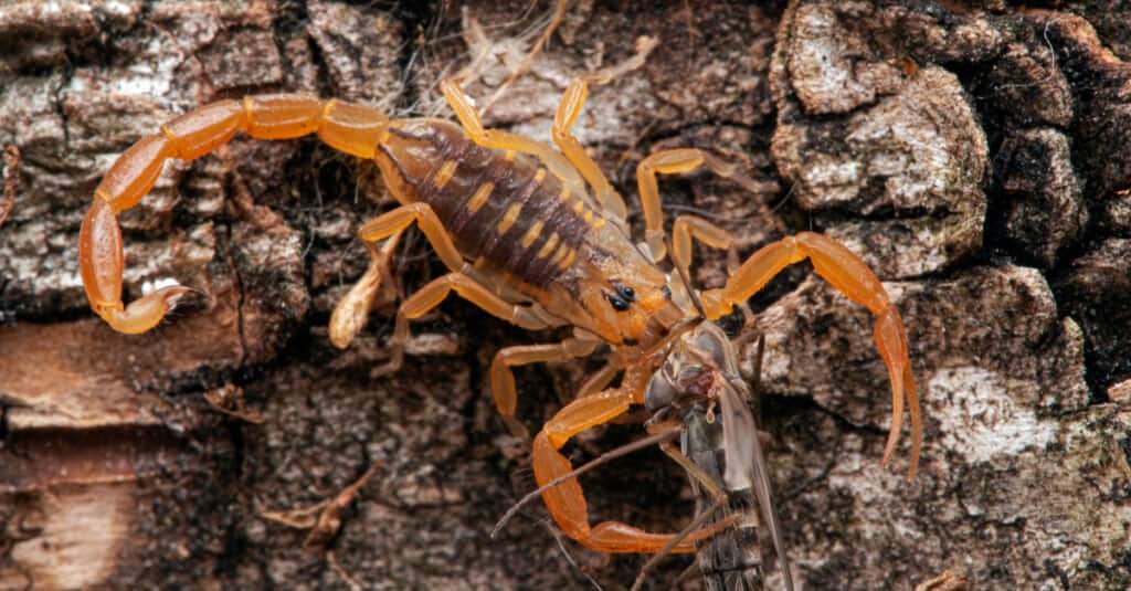 Scorpione della corteccia dell'Arizona che striscia giù un albero