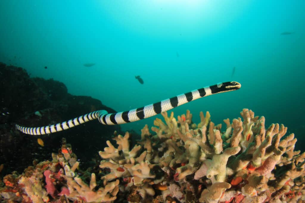 Serpente di mare fasciato che nuota sott'acqua sulla barriera corallina