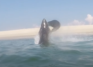 See a Shark Launch Himself Out of Cape Cod To Catch A Seal 10 Feet In The Air (and The Seal Wins!)