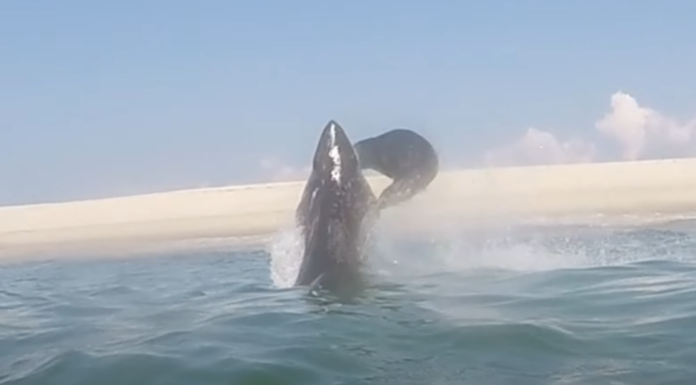 See a Shark Launch Himself Out of Cape Cod To Catch A Seal 10 Feet In The Air (and The Seal Wins!)