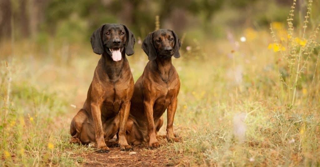 Due cani da caccia, caccia al segugio di montagna bavarese nei boschi