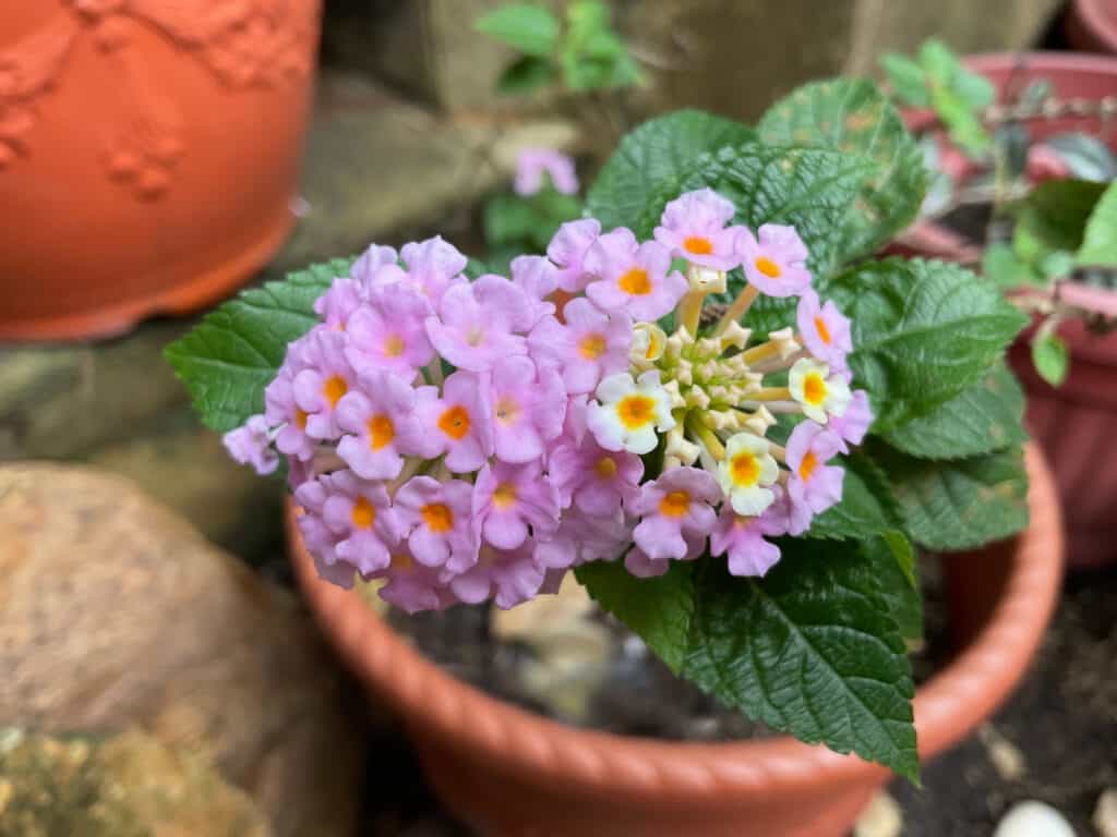fiori da piantare a maggio