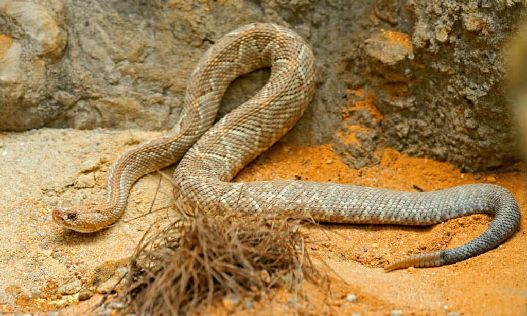 Serpente a sonagli di Aruba sulla sabbia