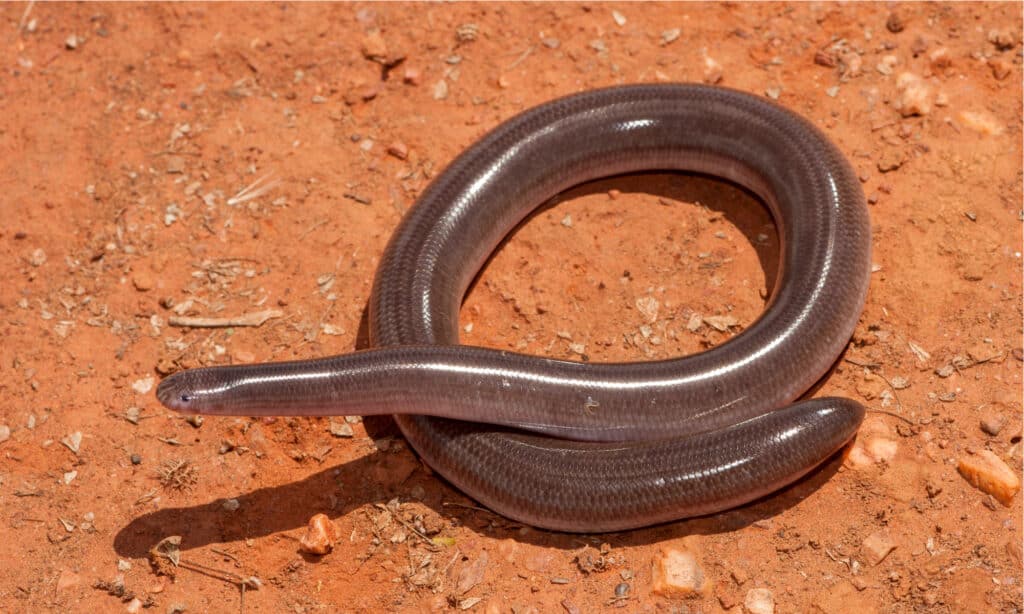 Serpente cieco robusto australiano su suolo rosso  I serpenti ciechi hanno corpi cilindrici con una coda corta e una testa smussata.