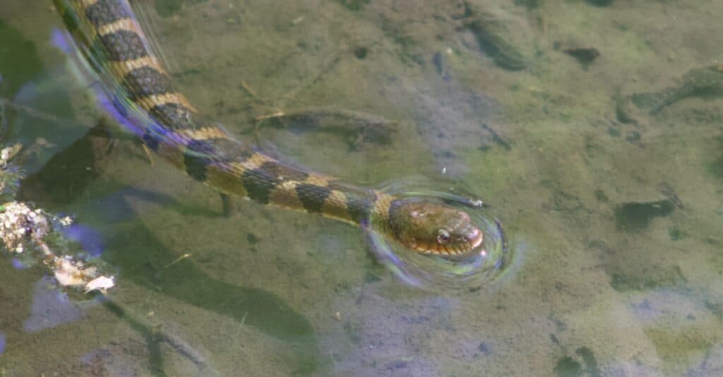 serpente d'acqua fasciato nell'acqua