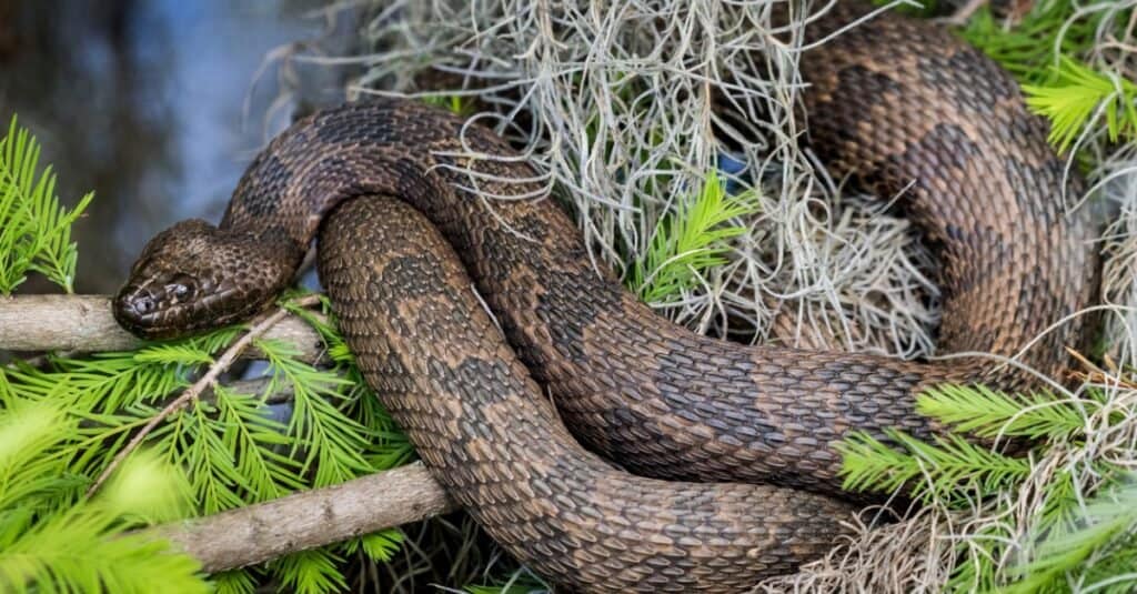 Serpenti d'acqua in Florida