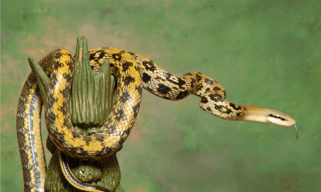 Il corpo del serpente di ratto di bellezza varia dal marrone giallastro a una tonalità verde oliva, sebbene la coda sia più scura della testa.