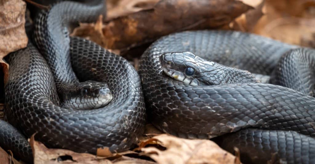 Una coppia di serpenti ratti orientali (Pantherophis alleghaniensis) si accoccolano durante la stagione primaverile.  Raleigh, Carolina del Nord.  La base del loro corpo è tipicamente di un nero lucido.